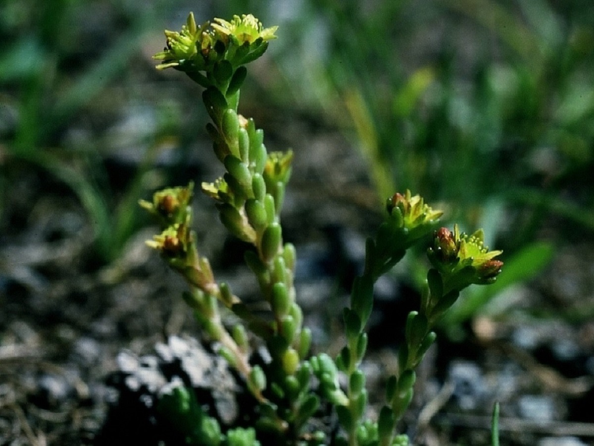 Sedum annuum (Crassulaceae)